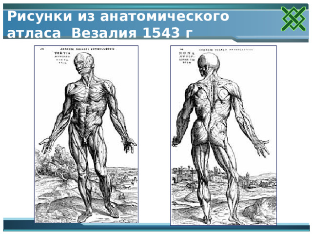 Рисунки из анатомического атласа Везалия 1543 г 
