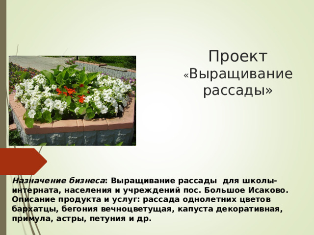 Назначение бизнеса : Выращивание рассады для школы-интерната, населения и учреждений пос. Большое Исаково. Описание продукта и услуг: рассада однолетних цветов бархатцы, бегония вечноцветущая, капуста декоративная, примула, астры, петуния и др. Проект  « Выращивание рассады »   