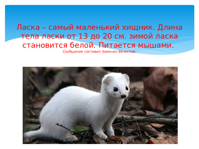 Ласка – самый маленький хищник. Длина тела ласки от 13 до 20 см. зимой ласка становится белой. Питается мышами.  Сообщение составил Заменин Вячеслав. 