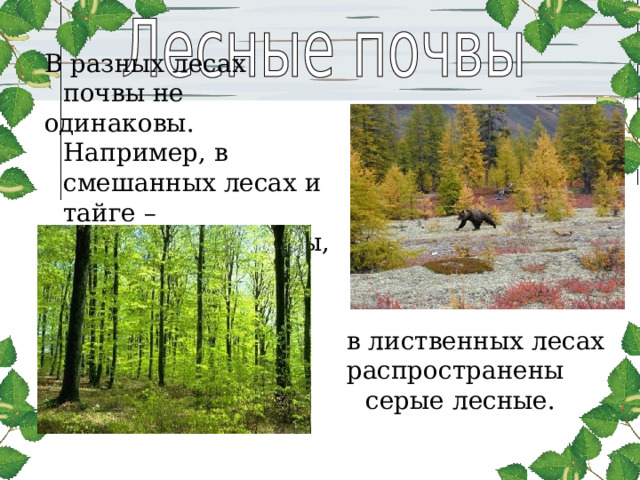 В разных лесах почвы не одинаковы. Например, в смешанных лесах и тайге – подзолистые почвы, в лиственных лесах распространены серые лесные. 