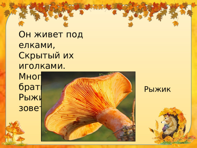 Он живет под елками, Скрытый их иголками. Много у него братишек. Рыжий гриб зовется...   Рыжик 