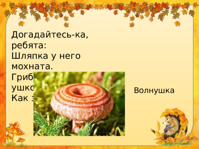 Догадайтесь-ка, ребята: Шляпка у него мохната. Гриб, как розовое ушко. Как зовут его?   Волнушка 