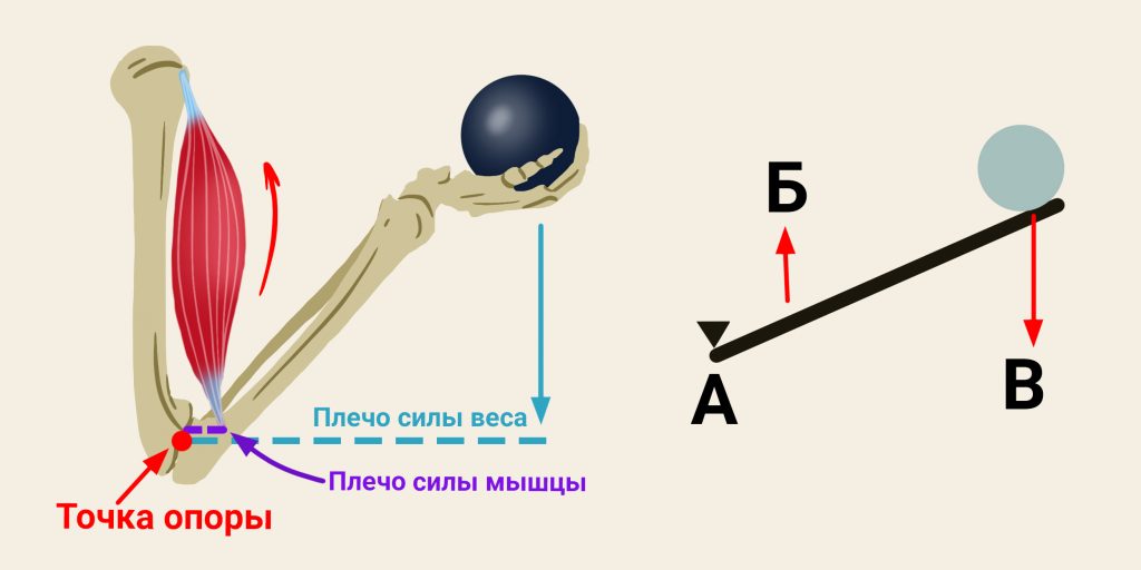 Точка вашей опоры. Плечо силы в биомеханике. Биомеханика силы плечо рычаг. Рычаги в биомеханике человека. Рычаги в теле человека биомеханика.