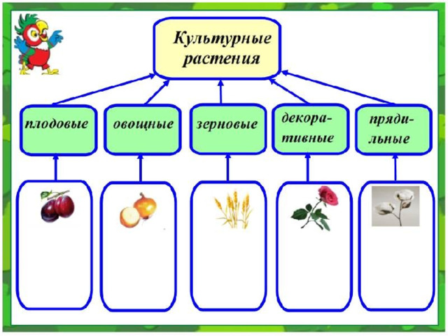 Схема культурных растений