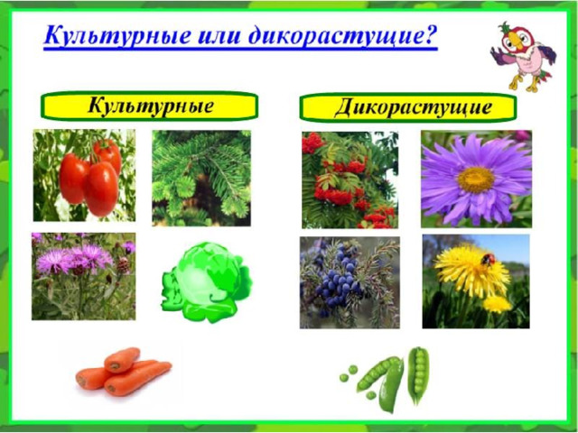 Дикие и культурные растения 2 класс окружающий мир презентация