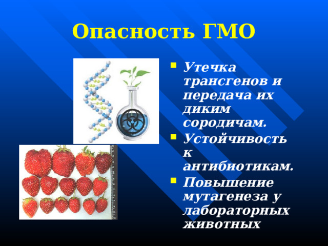 Опасность ГМО Утечка трансгенов и передача их диким сородичам. Устойчивость к антибиотикам. Повышение мутагенеза у лабораторных животных 