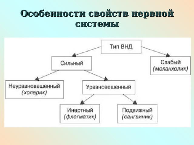 Особенности свойств нервной системы 