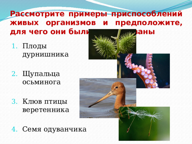 Рассмотрите примеры приспособлений живых организмов и предположите, для чего они были использованы Плоды дурнишника Щупальца осьминога Клюв птицы веретенника Семя одуванчика 