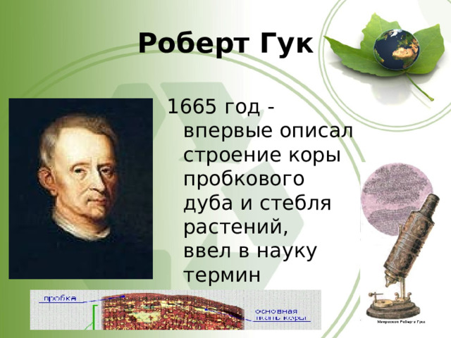 Роберт Гук 1665 год - впервые описал строение коры пробкового дуба и стебля растений,  ввел в науку термин «клетка». 