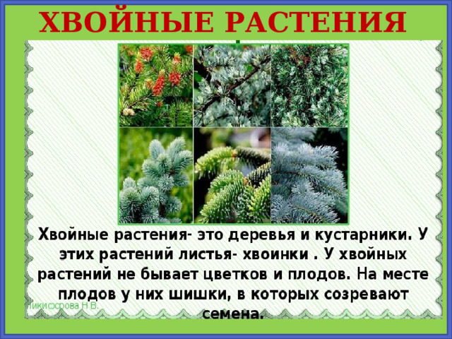 ХВОЙНЫЕ РАСТЕНИЯ  