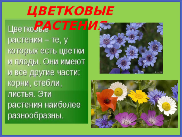 ЦВЕТКОВЫЕ РАСТЕНИЯ 