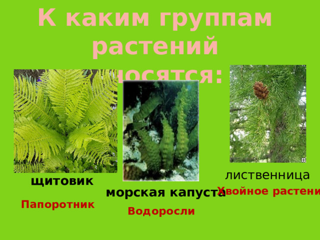 К каким группам растений относятся: лиственница щитовик морская капуста Хвойное растение Папоротник Водоросли 