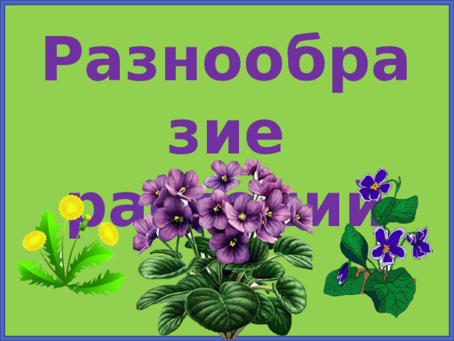 Разнообразие растений 