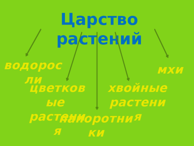 Царство растений водоросли мхи хвойные растения цветковые растения папоротники 