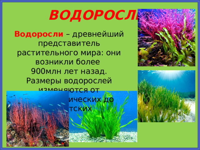 ВОДОРОСЛИ Водоросли – древнейший представитель растительного мира: они возникли более 900млн лет назад. Размеры водорослей изменяются от микроскопических до гигантских 