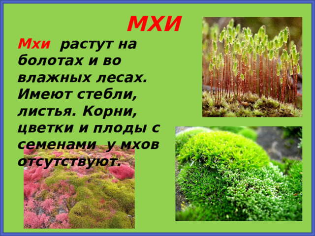 МХИ Мхи растут на болотах и во влажных лесах. Имеют стебли, листья. Корни, цветки и плоды с семенами у мхов отсутствуют. 
