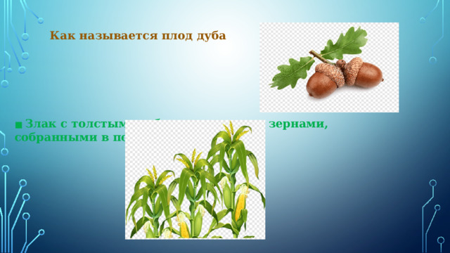 Как называется плод дуба ■ Злак с толстым стеблем и желтыми зернами, собранными в початок 