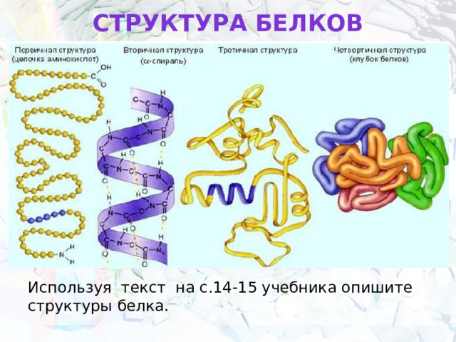 СТРУКТУРа БЕЛКов Используя текст на с.14-15 учебника опишите структуры белка. 
