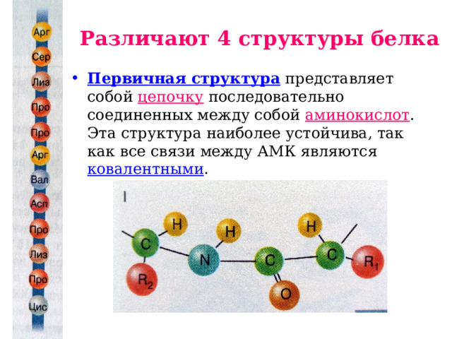 Различают 4 структуры белка Первичная структура представляет собой цепочку последовательно соединенных между собой аминокислот . Эта структура наиболее устойчива, так как все связи между АМК являются ковалентными . 
