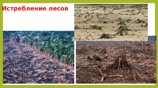 Истребление лесов 