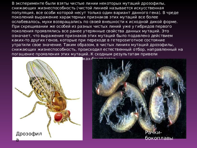 В эксперименте были взяты чистые линии некоторых мутаций дрозофилы, снижающих жизнеспособность (чистой линией называется искусственная популяция, все особи которой несут только один вариант данного гена). В чреде поколений выражение характерных признаков этих мутаций все более ослабевалось, мухи возвращались по своей внешности к исходной дикой форме. При скрещивании же особей из разных чистых линий уже у гибридов первого поколения проявлялись все ранее утерянные свойства данных мутаций. Это означает, что выражение признаков этих мутаций было подавлено действием каких-то других генов, которые при переходе в гетерозиготное состояние утратили свое значение. Таким образом, в чистых линиях мутаций дрозофилы, снижающих жизнеспособность, происходил естественный отбор, направленный на погашение проявления этих мутаций. К сходным результатам привели аналогичные эксперименты на рачках-бокоплавах Рачки-бокоплавы Дрозофила 