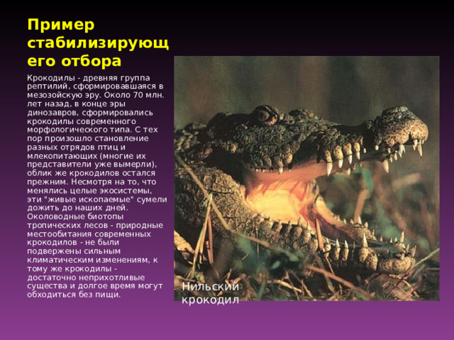 Пример стабилизирующего отбора Крокодилы - древняя группа рептилий, сформировавшаяся в мезозойскую эру. Около 70 млн. лет назад, в конце эры динозавров, сформировались крокодилы современного морфологического типа. С тех пор произошло становление разных отрядов птиц и млекопитающих (многие их представители уже вымерли), облик же крокодилов остался прежним. Несмотря на то, что менялись целые экосистемы, эти 