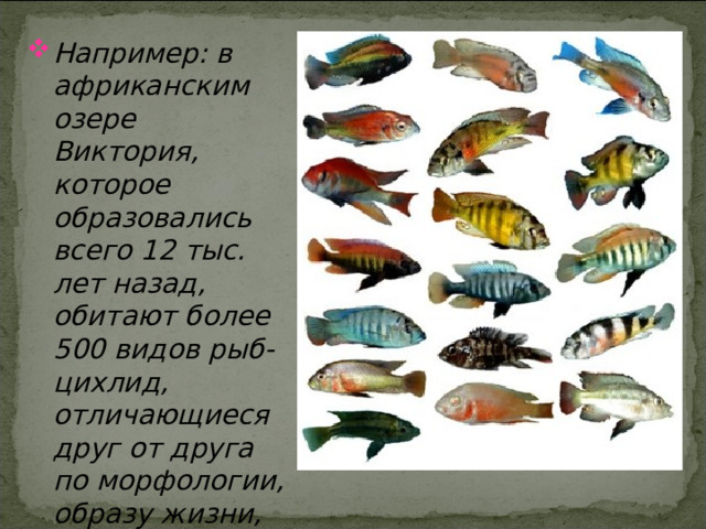 Например: в африканским озере Виктория, которое образовались всего 12 тыс. лет назад, обитают более 500 видов рыб-цихлид, отличающиеся друг от друга по морфологии, образу жизни, поведению и ряду других признаков. 