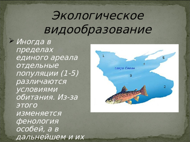 Экологическое видообразование Иногда в пределах единого ареала отдельные популяции (1-5) различаются условиями обитания. Из-за этого изменяется фенология особей, а в дальнейшем и их морфология. 