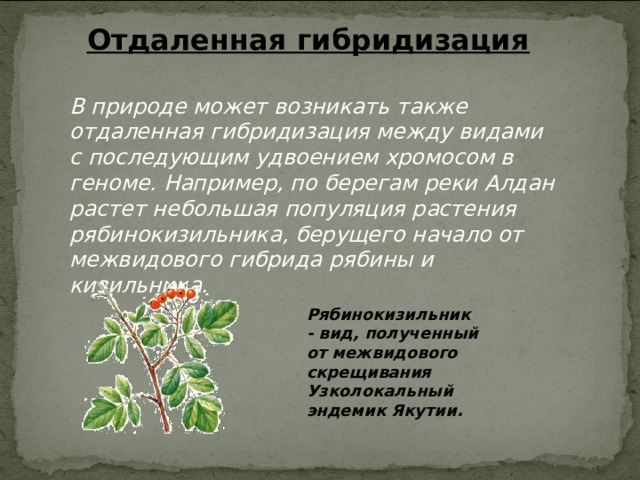 Отдаленная гибридизация В природе может возникать также отдаленная гибридизация между видами с последующим удвоением хромосом в геноме. Например, по берегам реки Алдан растет небольшая популяция растения рябинокизильника, берущего начало от межвидового гибрида рябины и кизильника. Рябинокизильник - вид, полученный от межвидового скрещивания Узколокальный эндемик Якутии. 