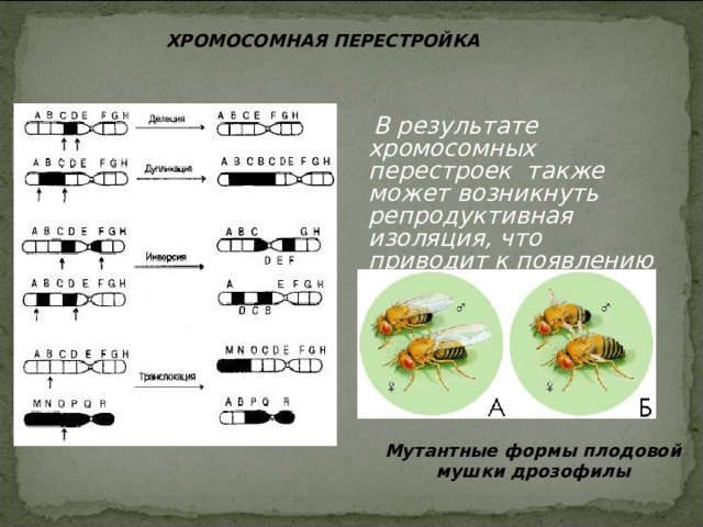 ХРОМОСОМНАЯ ПЕРЕСТРОЙКА  В результате хромосомных перестроек также может возникнуть репродуктивная изоляция, что приводит к появлению новых видов как у растений, так и у животных. Мутантные формы плодовой мушки дрозофилы 