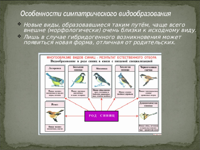 Новые виды, образовавшиеся таким путём, чаще всего внешне (морфологически) очень близки к исходному виду. Лишь в случае гибридогенного возникновения может появиться новая форма, отличная от родительских. 