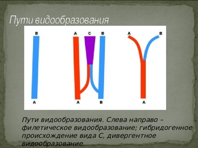 Пути видообразования. Слева направо – филетическое видообразование; гибридогенное происхождение вида С, дивергентное видообразование. 