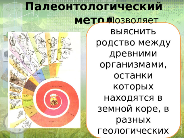 Палеонтологический метод Позволяет выяснить родство между древними организмами, останки которых находятся в земной коре, в разных геологических слоях. 