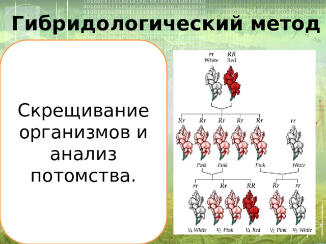 Гибридологический метод Скрещивание организмов и анализ потомства. 