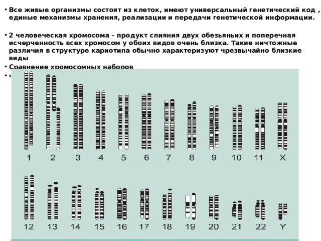 Все живые организмы состоят из клеток, имеют универсальный генетический код , единые механизмы хранения, реализации и передачи генетической информации.  2 человеческая хромосома – продукт слияния двух обезьяньих и поперечная исчерченность всех хромосом у обоих видов очень близка. Такие ничтожные различия в структуре кариотипа обычно характеризуют чрезвычайно близкие виды Сравнение хромосомных наборов человека (слева) и шимпанзе (справа) 