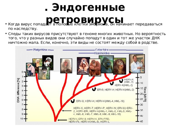 . Эндогенные ретровирусы Когда вирус попадает в половые клетки эмбриона, он начинает передаваться по наследству. Следы таких вирусов присутствуют в геноме многих животных. Но вероятность того, что у разных видов они случайно попадут в один и тот же участок ДНК ничтожно мала. Если, конечно, эти виды не состоят между собой в родстве. 