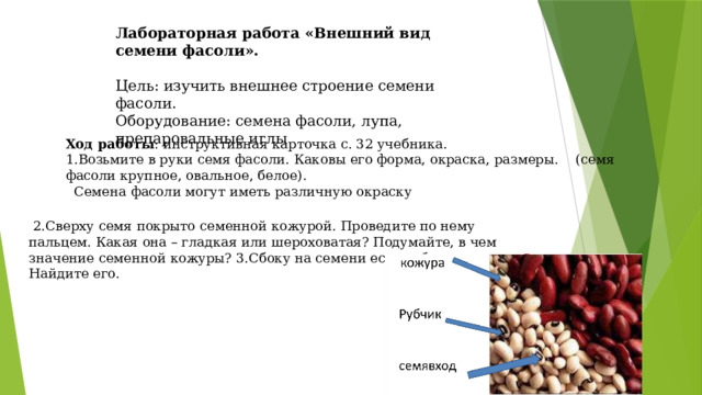 Строение семени фасоли лабораторная работа