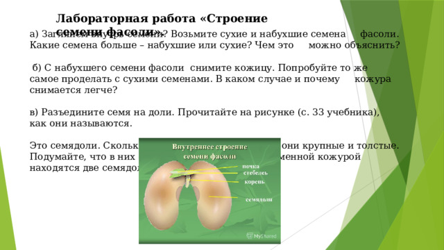 Строение фасоли лабораторная работа. Лабораторная работа номер 2 строение фасоли.