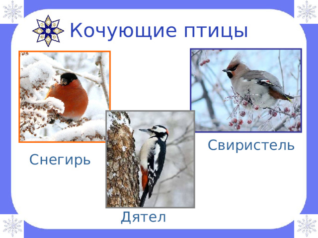 Кочующие птицы Свиристель Снегирь Дятел 