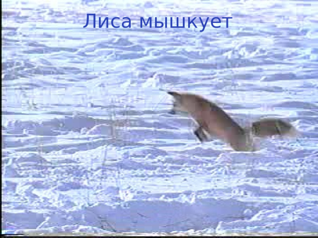 Лиса мышкует 