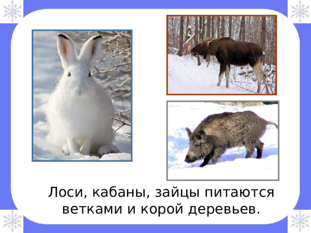  Лоси, кабаны, зайцы питаются ветками и корой деревьев. 