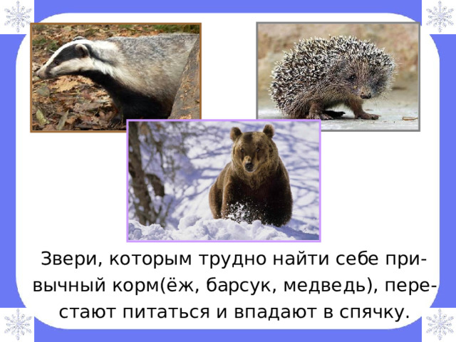  Звери, которым трудно найти себе при-  вычный корм(ёж, барсук, медведь), пере-  стают питаться и впадают в спячку. 