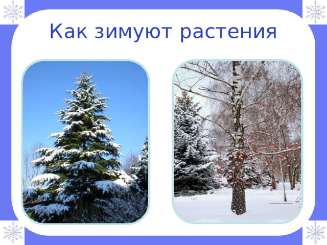 Как зимуют растения 