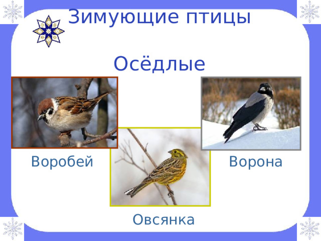 Зимующие птицы   Осёдлые Воробей Ворона Овсянка 