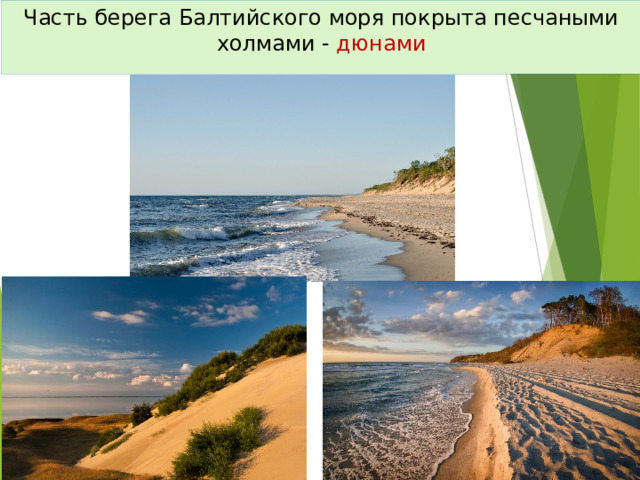 Часть берега Балтийского моря покрыта песчаными холмами - дюнами 