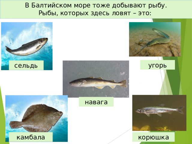В Балтийском море тоже добывают рыбу.  Рыбы, которых здесь ловят – это: угорь сельдь навага камбала корюшка 