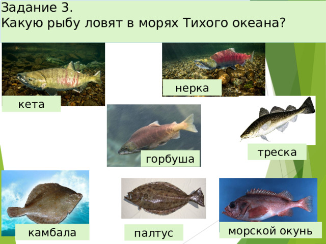 Задание 3.  Какую рыбу ловят в морях Тихого океана?   нерка кета треска горбуша морской окунь камбала палтус 