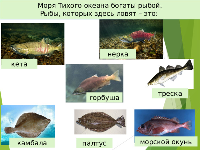 Моря Тихого океана богаты рыбой.  Рыбы, которых здесь ловят – это: нерка кета треска горбуша морской окунь камбала палтус 