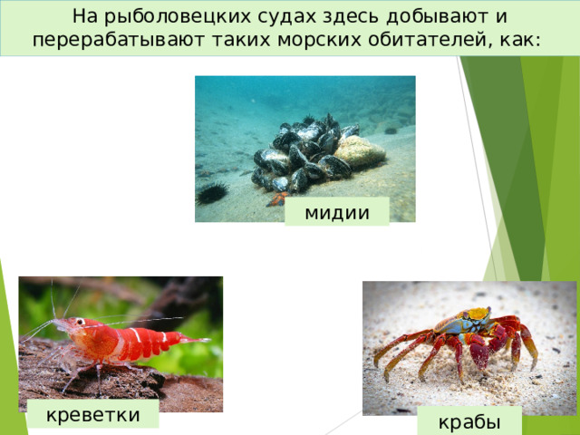 На рыболовецких судах здесь добывают и перерабатывают таких морских обитателей, как: мидии креветки крабы 