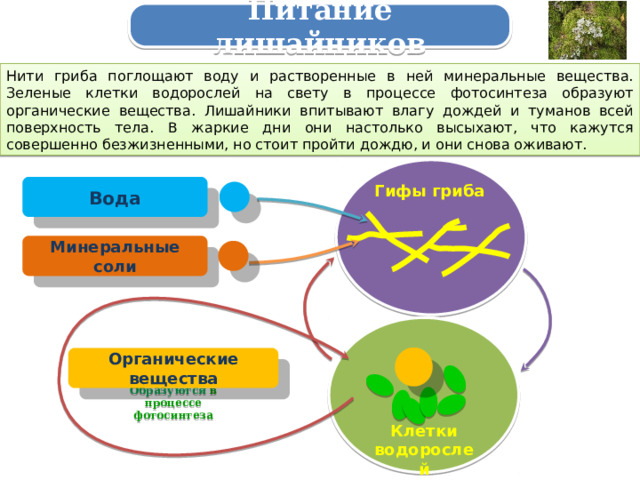 Схема питание лишайников